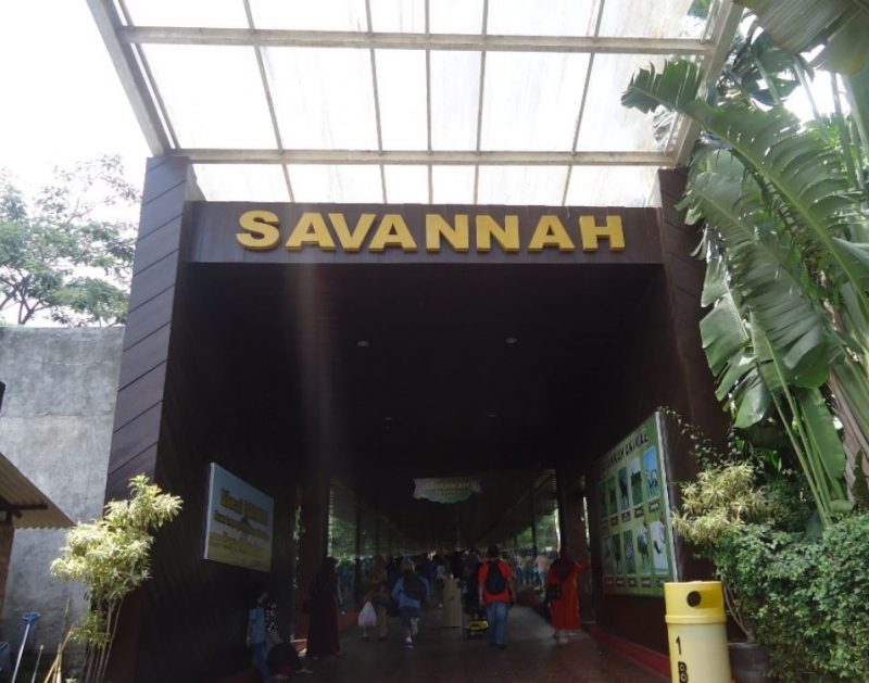 Savannah