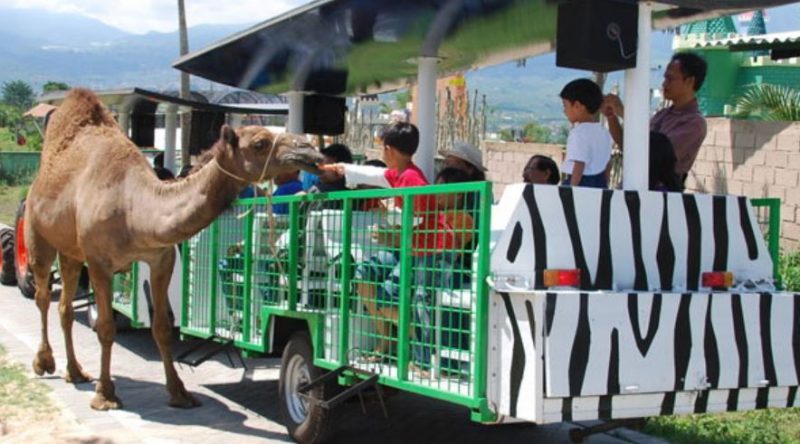 Animal Feeding