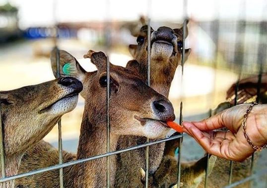 Memberi makan kancil di Umbul Sidomukti