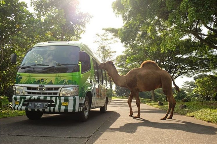 Taman Safari Prigen