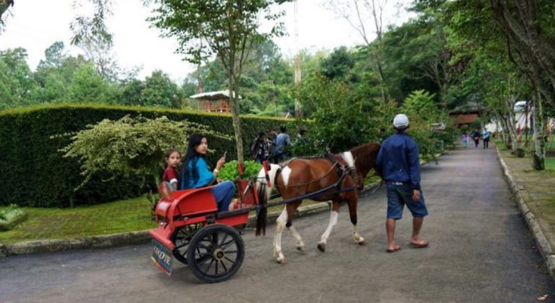 Satwa dan berkebun